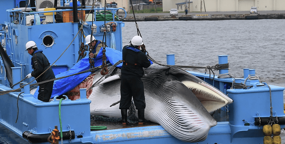 Кіти, Комерційне полювання на китів, китобійний промисел,
