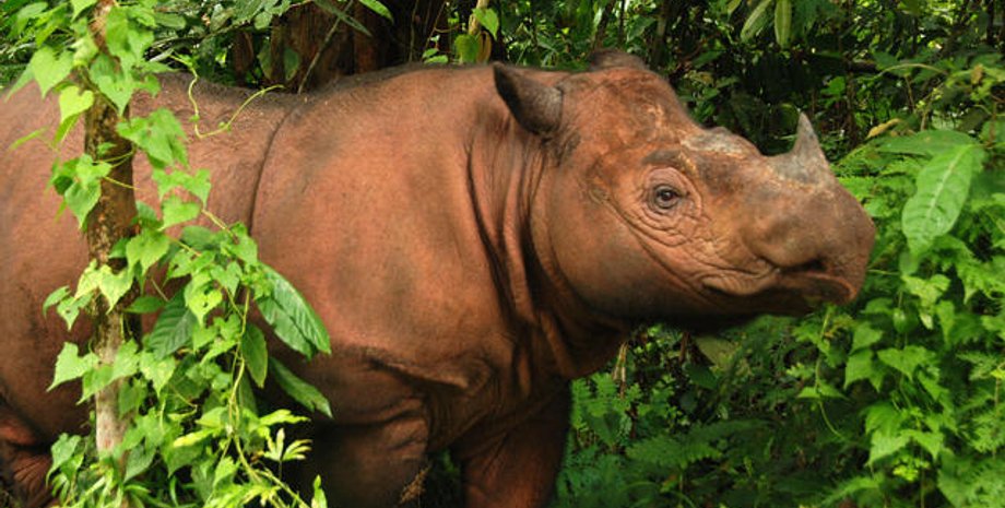 Фото: World Wildlife Fund