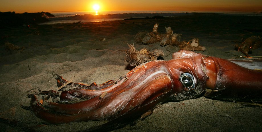 гигантский кальмар