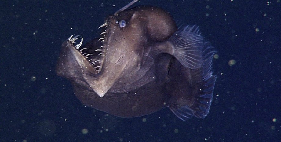 Морской черт. Фото: @MBARI_News