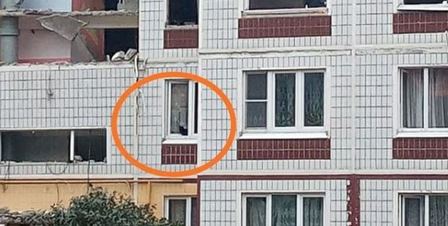 Ногинск, дом, кошка,