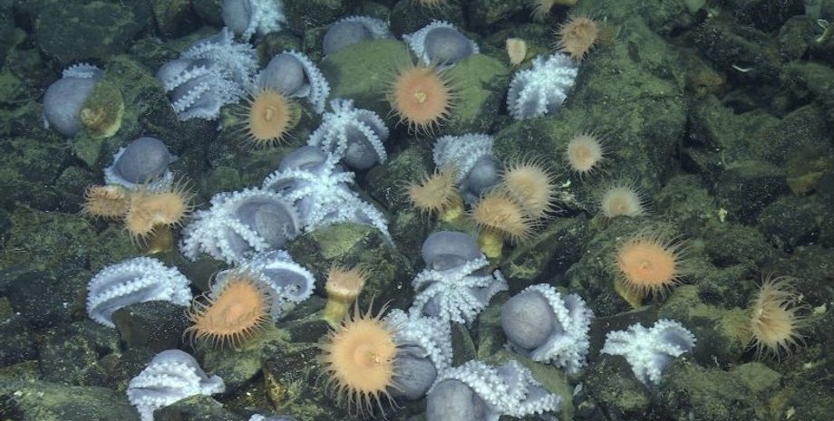 осьминоги, сад осьминогов