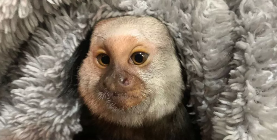 Мавпа в будинку у британки, тварини, примати, захист тварин, курйози, фото, Велика Британія