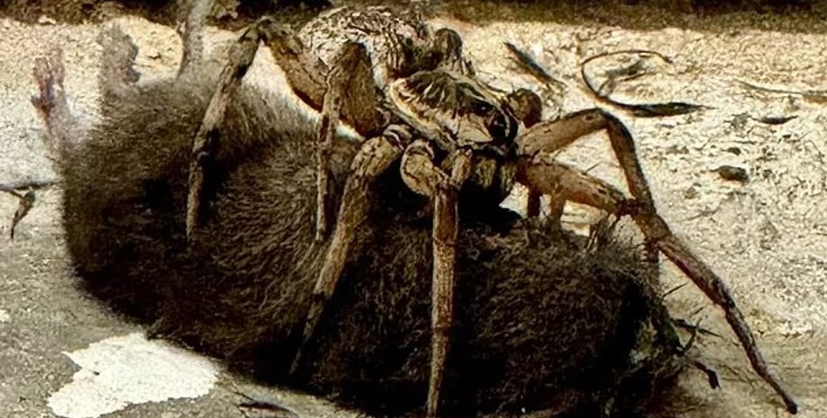 паук, паук и мышь, мышь и паук