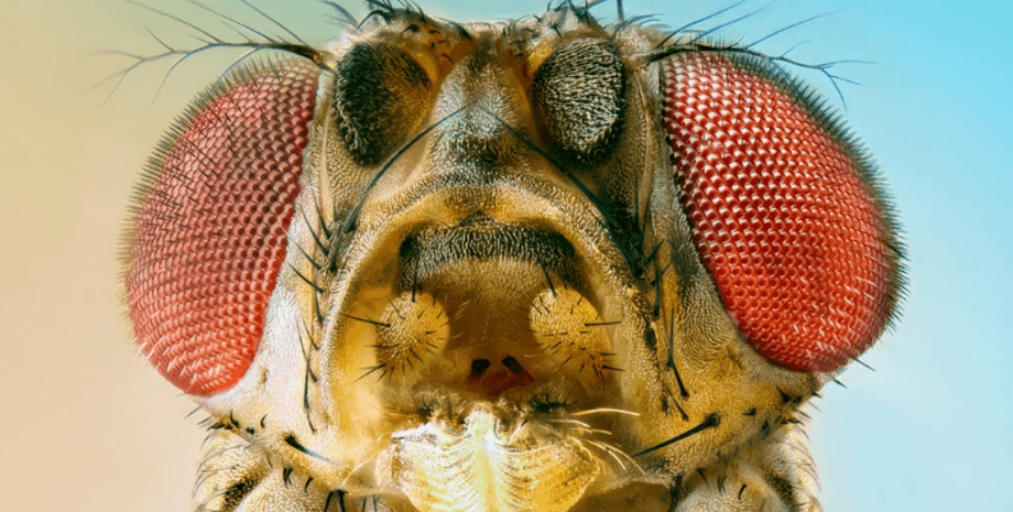 мушка, плодовая мушка, муха