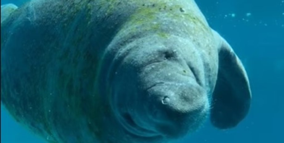 ламантин, ламантин ромео, самотній ламантин