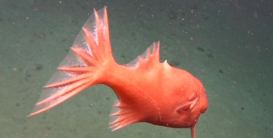 морской черт, рыба, желоб Кермадек