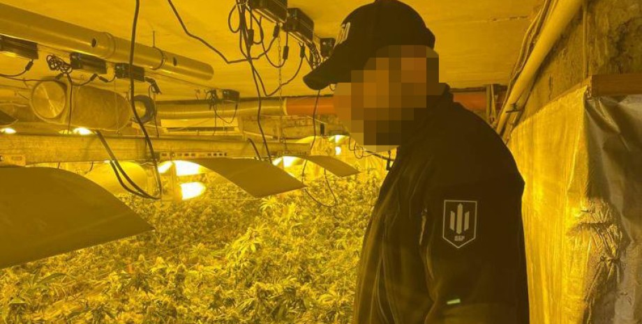 нарколаборатория нарколаборатория, обыски ГБР, наркотики, конопля