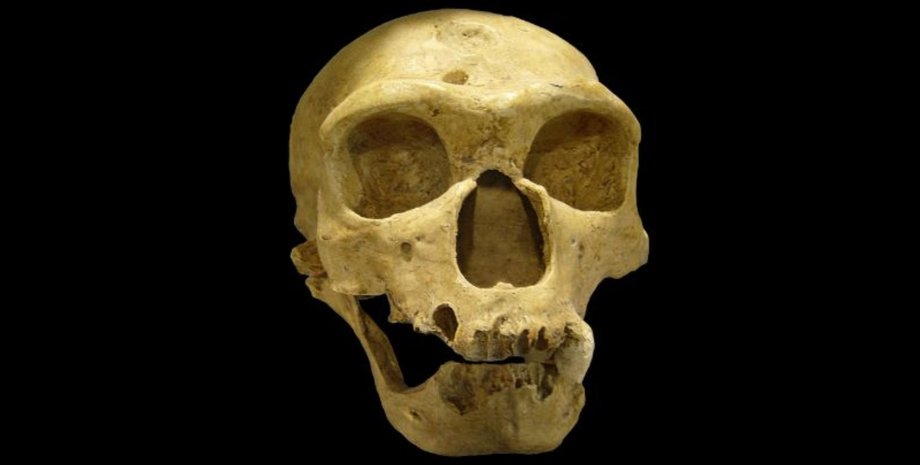 неандерталець череп