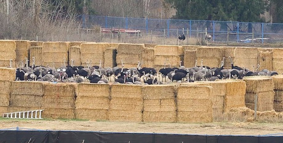 Масовий розстріл «здорових» страусів викликав хвилю обурення: загинули сотні птахів