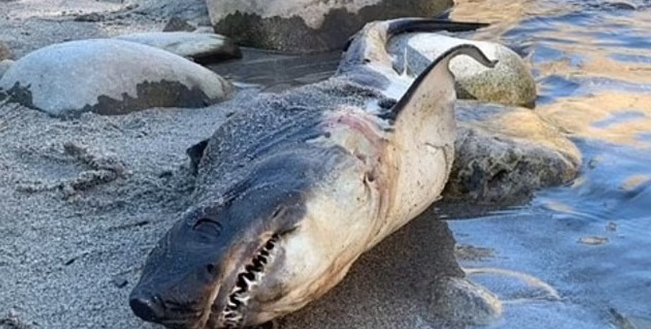 лососева акула, акула