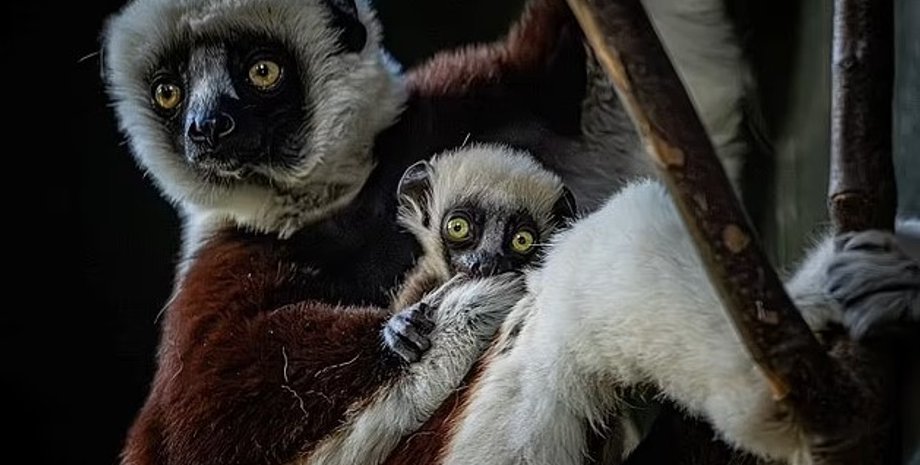лемур, детеныш лемура