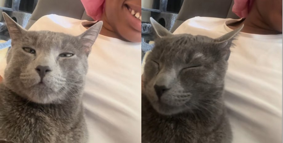 Серый кот Космо сидит на коленях у хозяйки и медленно моргает, реагируя на ее "кошачий язык"