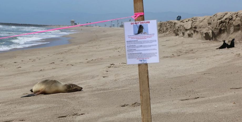 морські леви