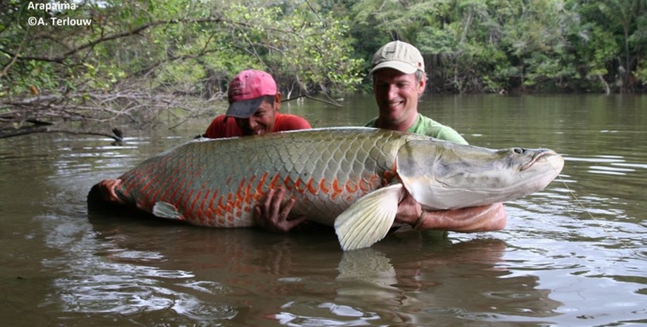 Рыба арапайма. Фото: Crowdfunding voor Wageningen University & Research