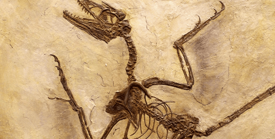 палеонтологія, динозавр, вид, хижак, крила, політ, раптор, Крейда, шлунок, полювання, механіка, наука, дослідження