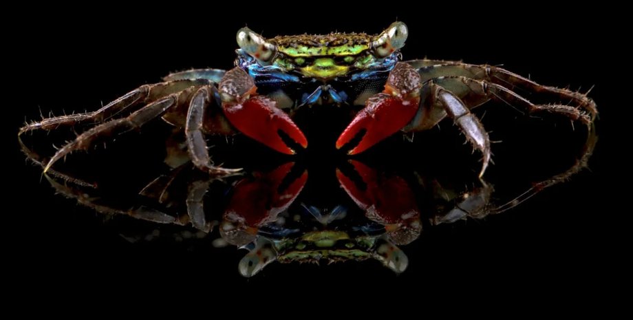краб із прожектором