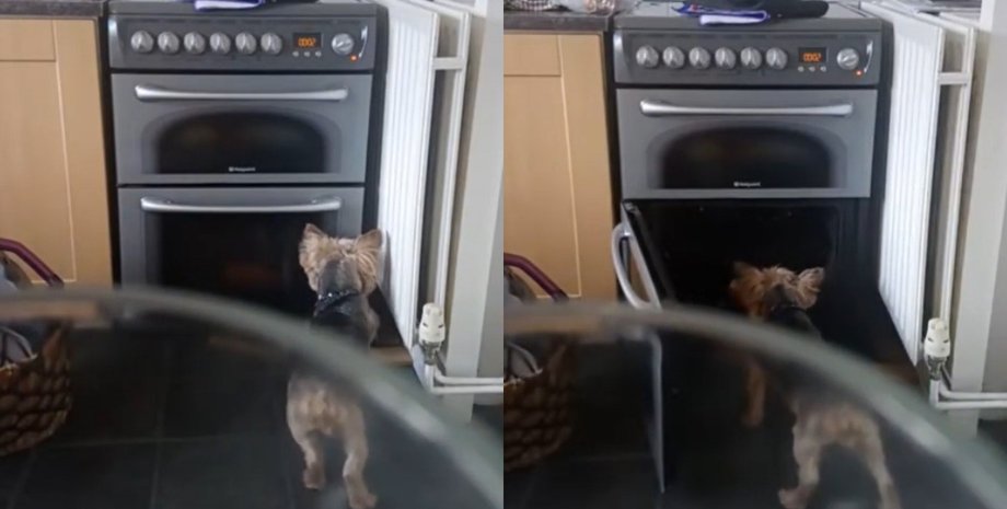 Еда мужчины постоянно исчезала из духовки: скрытая камера разоблачила грабителя