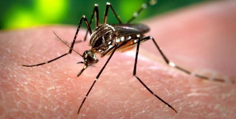 Вирус Зика переносят комары / Фото: bubblear.com