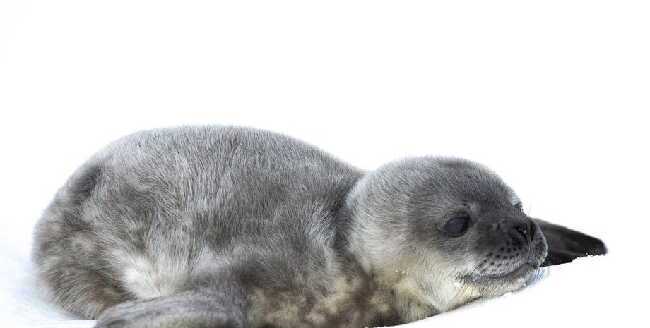 Тюлененок, украинские полярники, станция академик вернадский, антарктика, тюлени