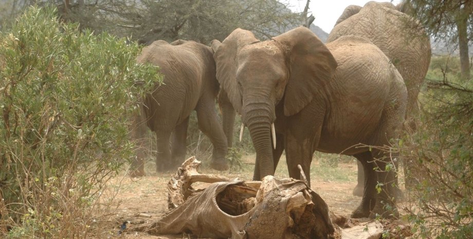 слони, жалоба, скорбота