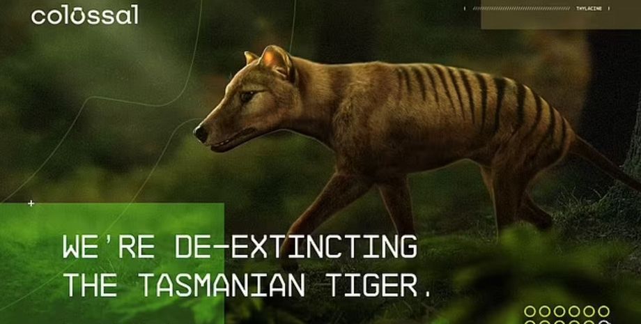 тасманский тигр, тилацин