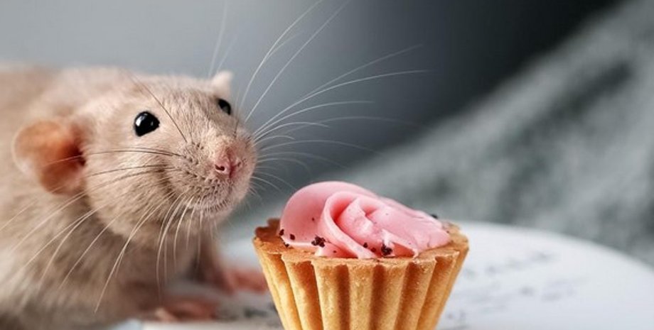 щури, гризуни, щури уява