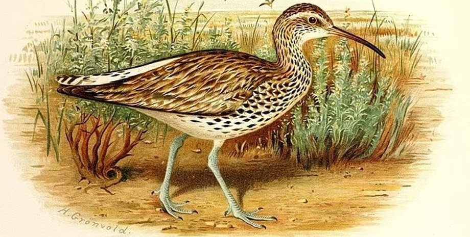 птица, потерянная птица