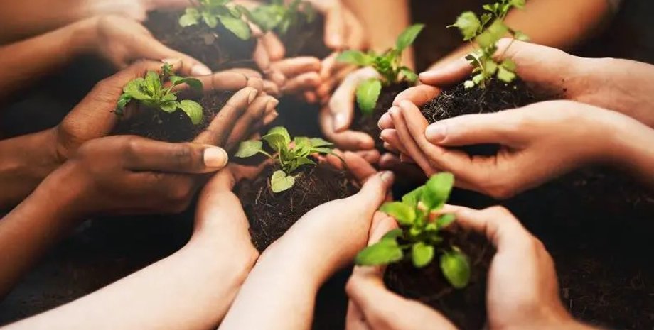 деревья, высадка деревьев