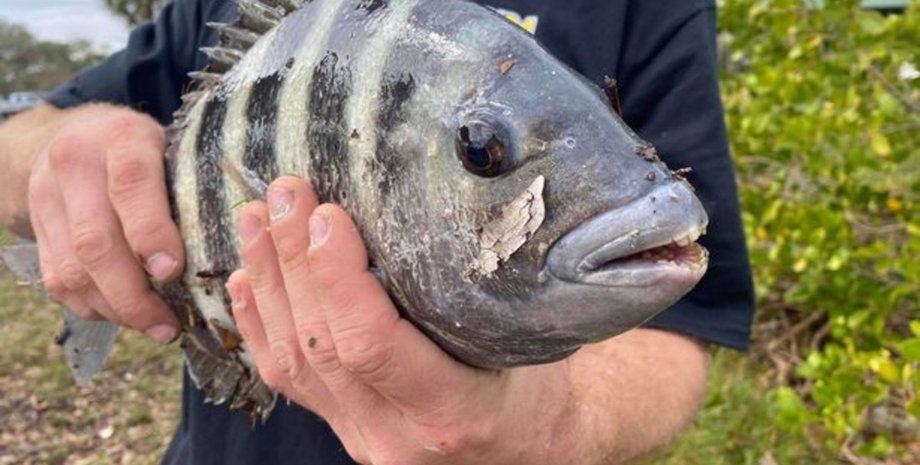 кейпкодский карась, рыба, зубы, человек