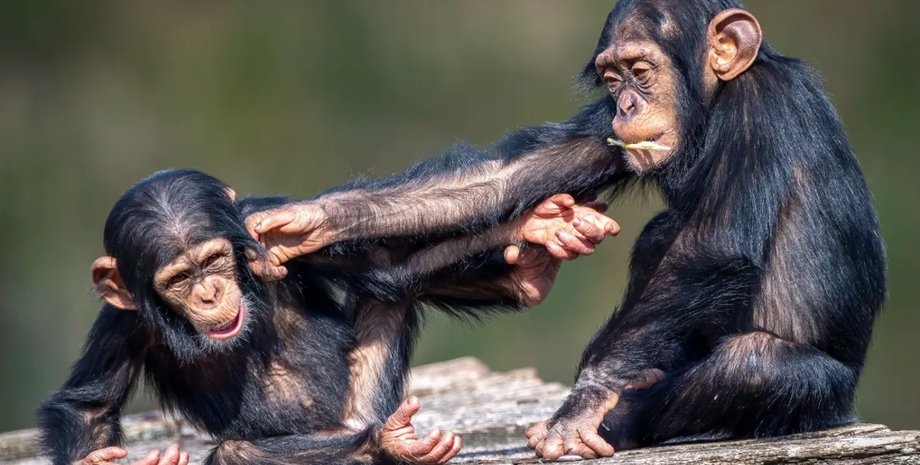 мавпи, примати, почуття гумору мавп