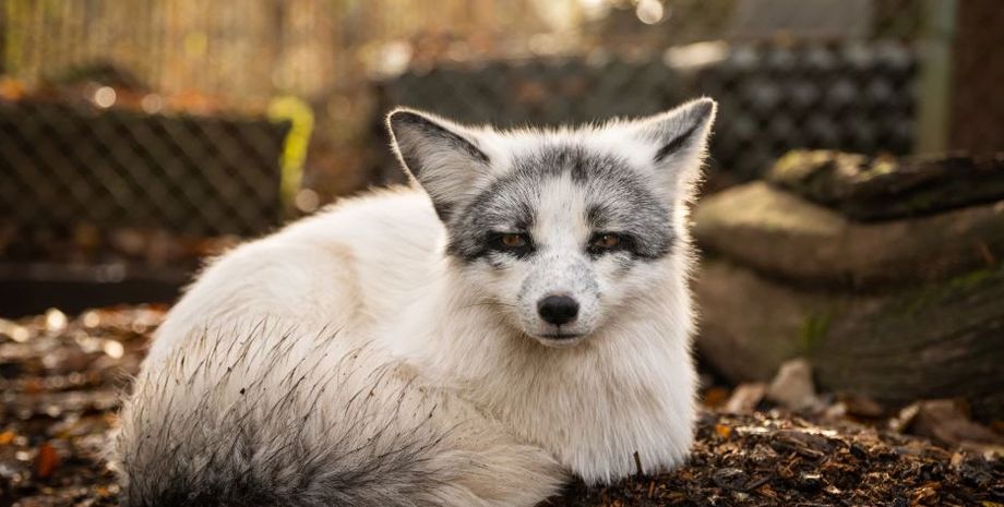 В Великобритании объявили в розыск странное существо, это собака с головой енота, все подробности