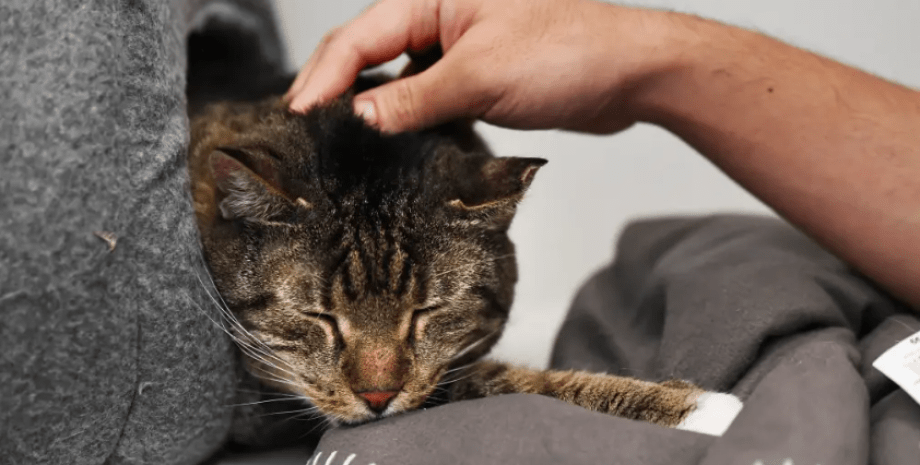 Кошку на 5 недель забыли в гастрономе, как она выжила, животные, домашние любимцы, фото, США