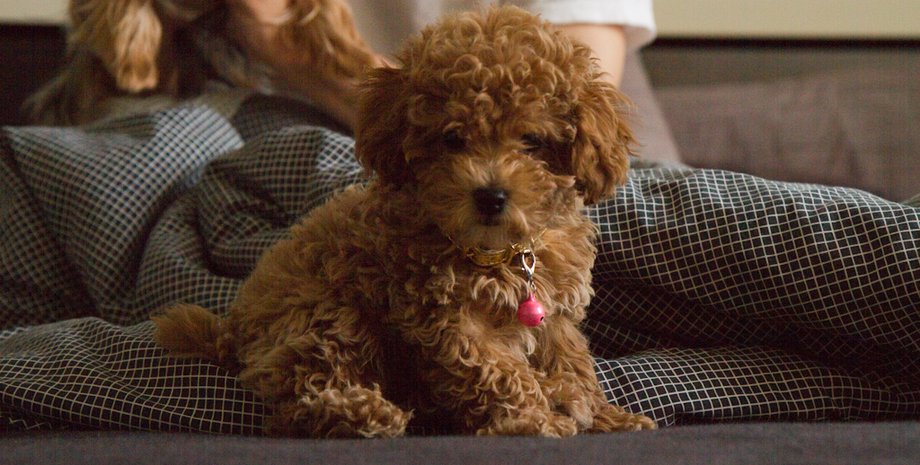 мальтіпу мальтіпу