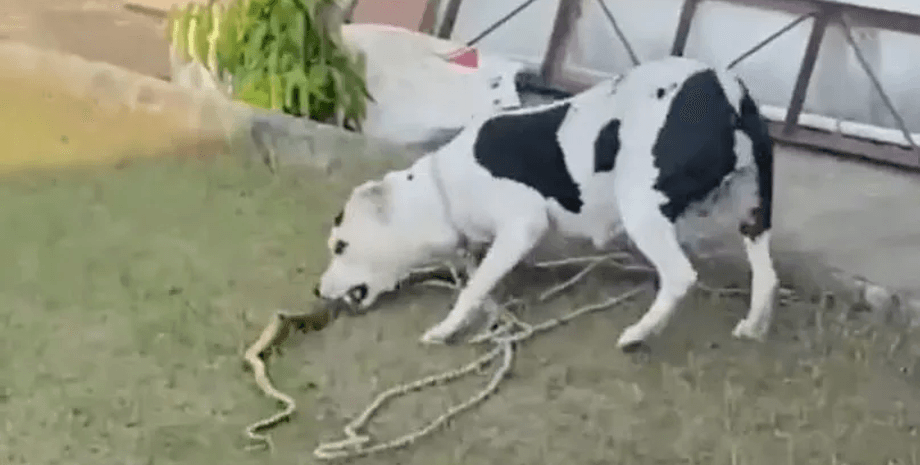 Собака спасла детей от змеи, питбуль, королевская кобра, собака напала на змею, собака набросилась на кобру, собака против кобры, ядовитая змея