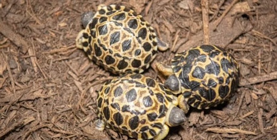 тройня черепах