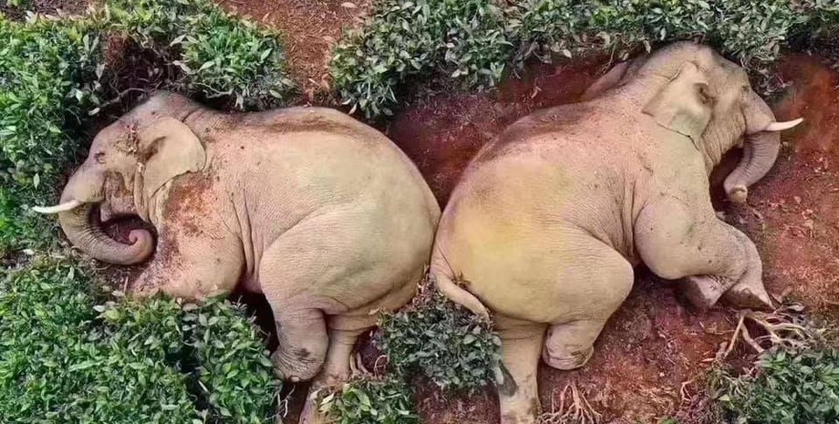 Фото: Epicalyptic