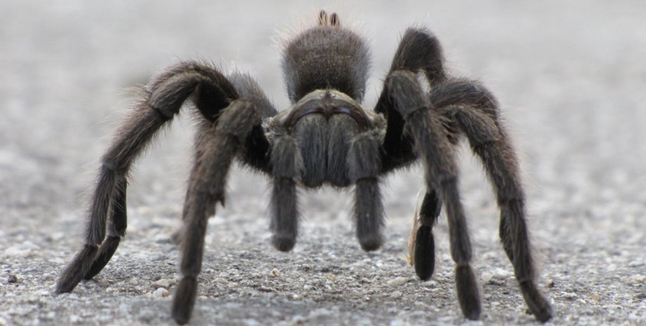 тарантул, пауки, меловой период