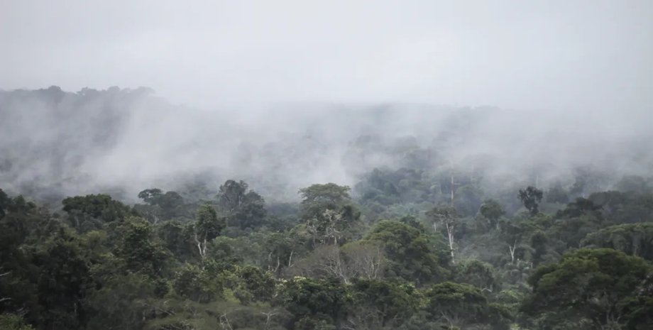 мангровий ліс дерева