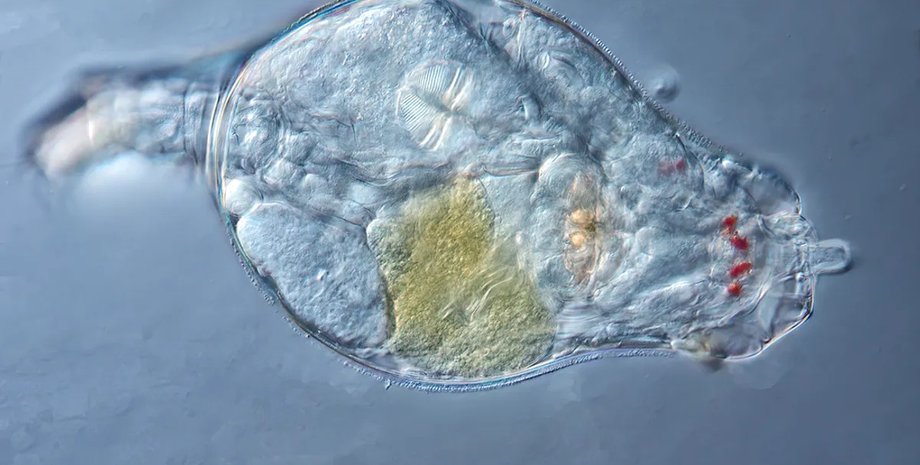 коловертка мерзлота