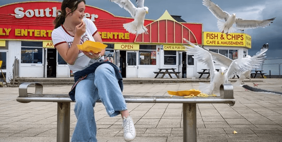 Чайки крадуть їжу, настирливі чайки, чайки нападають на людей, птах напав на людину, розбивають телефони, чайка, чайка на пляжі