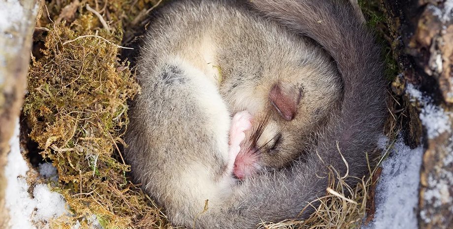 зимова сплячка, гібернація