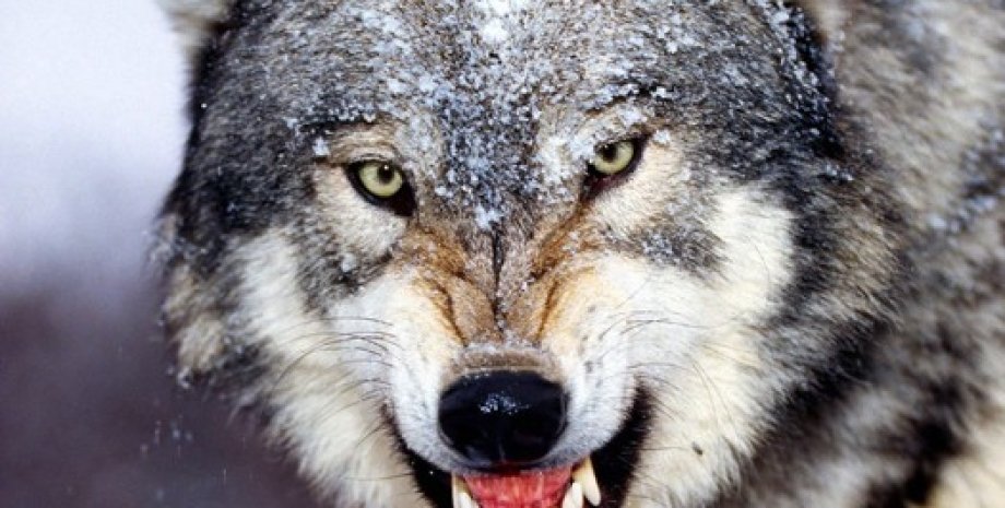 Волк / Фото из открытых источников