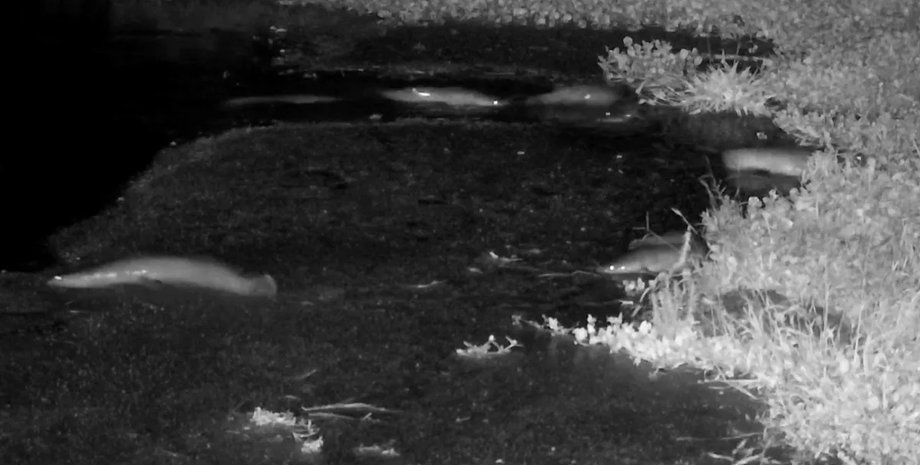 ходячие сомы африка