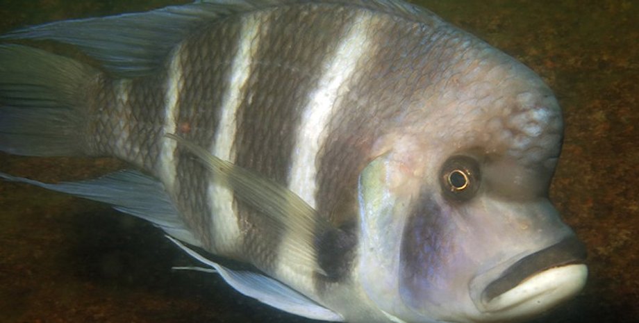 рыба, цихлида