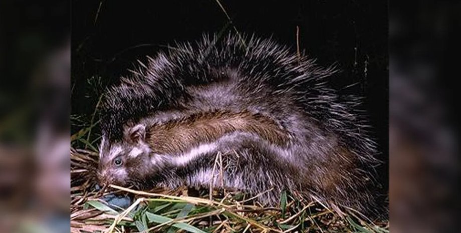 Африканская хохлатая крыса