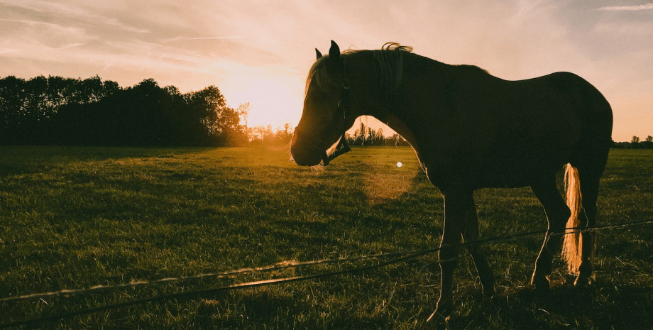 коні в Австралії австралія коні