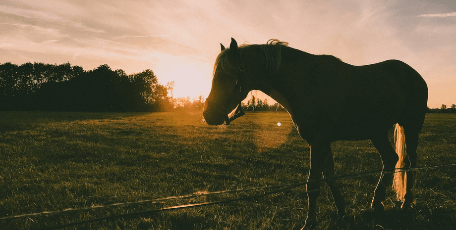 австралия лошади