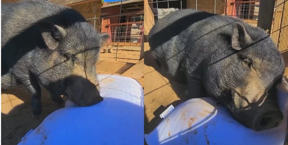 "Сладких снов": домашний кабанчик стал мегазвездой из-за реакции на подарок хозяйки