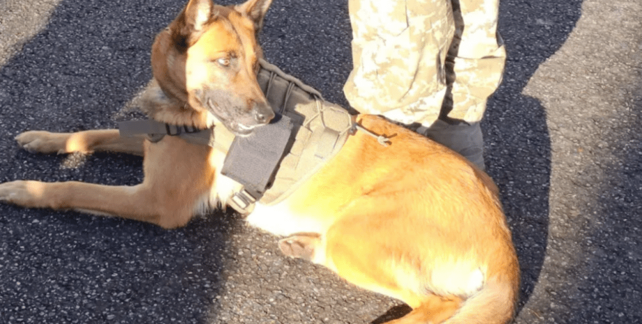 собока, військова собака